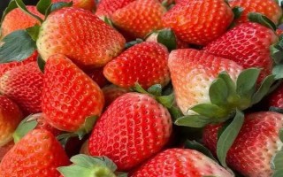 10月可以种哪些水果,适合种柑橘、草莓、百香果等