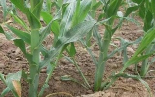 苏玉糯802玉米品种的特性,一般纯作每亩3500株