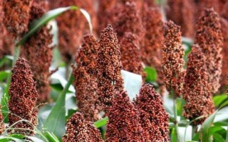 高粱是粗粮吗，高粱属于粗粮