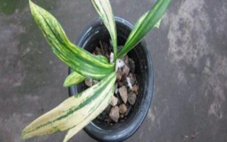 竹叶兰浇水方法,需根据当前季节改变浇水频率