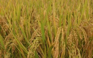 豪粳1号水稻品种简介,全生育期为131.4天
