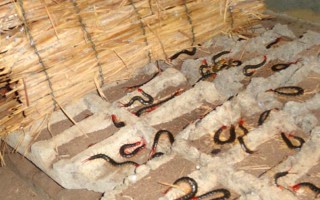 农村冷门养殖项目，可以养殖蜈蚣、蚯蚓等