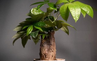 发财树是否喜水，喜湿但不耐劳