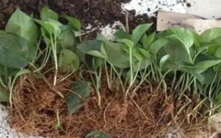 如何修剪垂下来的绿萝，剪除下垂枝条的顶部嫩芽