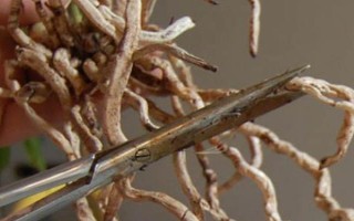 8月份能不能给兰花换盆，可以更换但不是最佳时期