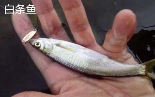 0.3号子线可以飞多重的鱼，能够直接提上2两的小鱼