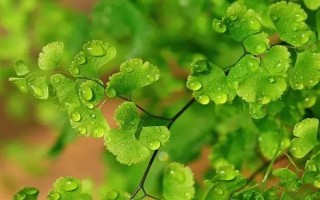 铁线蕨能不能晒，铁线蕨喜散光