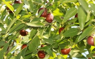 枣树的种植技术,一般分为春栽和秋栽