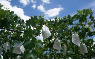 葡萄怎么管理才能多结果，在生长期间进行合理的浇水