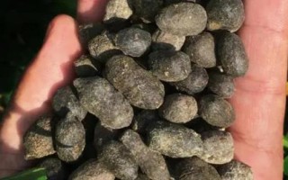 羊粪可以直接做肥料吗,没有腐熟不能做肥料