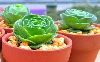 多肉山地玫瑰的养殖方法，喜欢凉爽干燥的环境