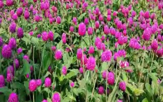 千日红怎么养殖，每隔5-7天左右浇一次水