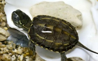 草龟吃什么水草，常见的有铜钱草、蜈蚣草、大浮萍等