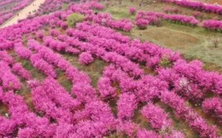 美人梅的种植方法，幼苗期注意做好防寒工作