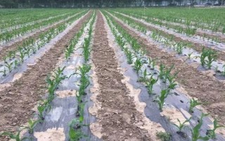 玉米示范基地强化措施,应在出苗后及时查看是否缺苗