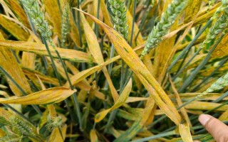 小麦条锈病有什么症状，叶片上会出现很多夏孢子堆