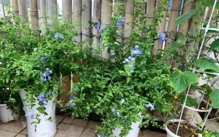 蓝雪花的形态特征，一般高约20-30厘米