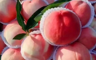 甘肃省秦安县的特产，秦安蜜桃的知名度最高