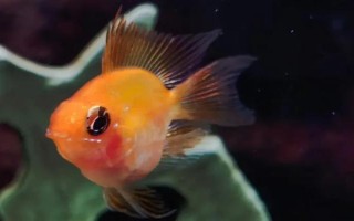 金波子是什么鱼，是荷兰凤凰的变种