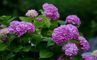 无尽夏在几月份长花苞，通常在每年4月份开始长花苞