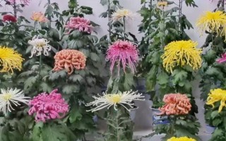 菊花的别称，具有寿客、金英等叫法