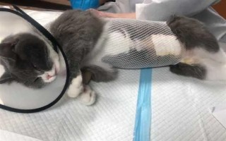 公猫绝育后乱拉乱尿的原因，可能是激素影响或应激影响