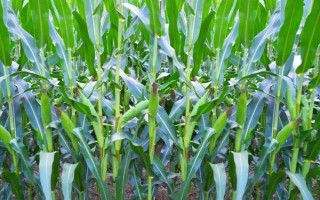 吉东玉88(区试名称:吉东88)玉米品种简介,每亩种植密度3000株左右