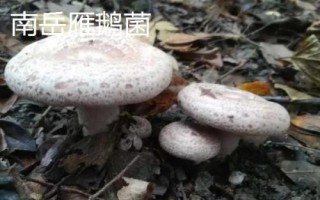 衡山县的特产,南岳寿饼是著名的旅游特产之一