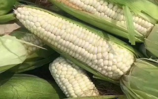 师单3号玉米种子特征特性,(红河)平均生育期112天