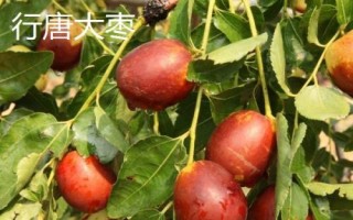 河北滦南县的特产,滦南花生被誉为东路花生