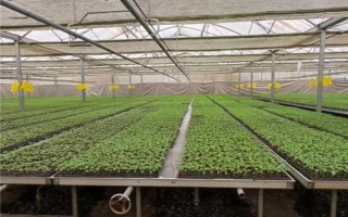 夏季蔬菜育苗要注意什么，及时分苗间苗可让秧苗更粗壮