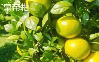 哪些柑橘品种最甜,包括皇帝柑、丑柑、脆蜜金柑等品种