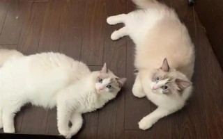 猫咪怀孕后有哪些注意事项，防止高度跳跃和快速奔跑