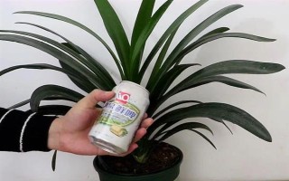 为什么要对君子兰浇啤酒，能起到加快新陈代谢、补充养分等作用