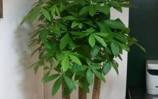 招财树怎样养，适宜生长温度为18-28℃