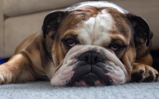 什么原因会导致狗狗口腔溃疡，一般是喂食不当或缺乏维生素等造成的