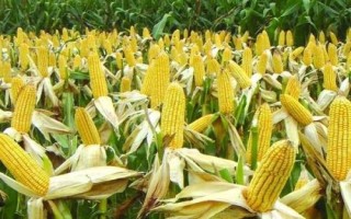 金张掖1706玉米种子简介,种植密度每亩4500株