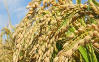 美粳6号水稻种子特点,拔节孕穗期防治二化螟