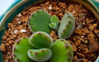 熊童子叶子发黄怎么处理，要适当控水并保证光照