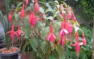 让倒挂金钟过冬的方法，将室温维持在8℃以上