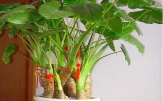 滴水观音有没有毒,茎部、枝叶、滴下的水均含有毒素