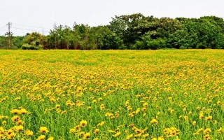 种植大花金鸡菊的要点，幼苗长出真叶后要追施氮肥