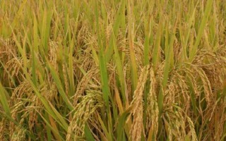 广两优769水稻品种简介,注意及时防治病虫害