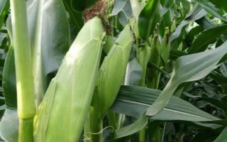 俊达001玉米种子特点，夏播生育期98-100天