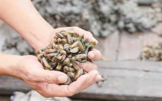 海瓜子怎么养殖，排干水塘再将种苗均匀撒在塘面上