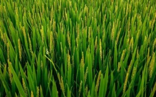两优857水稻种简介,中籼两系杂交水稻品种