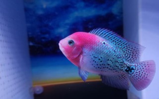 让罗汉鱼起大头的方法，以下4种方式均可满足要求