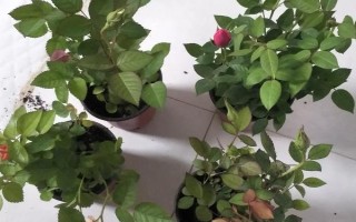 月季僵苗不长怎么处理，需要为其做好控温措施