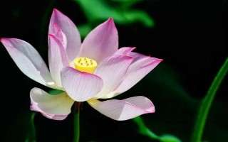 荷花是什么季节花卉，在6-9月份开放