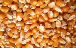 良玉188玉米种简介,在东华北地区出苗至成熟128天